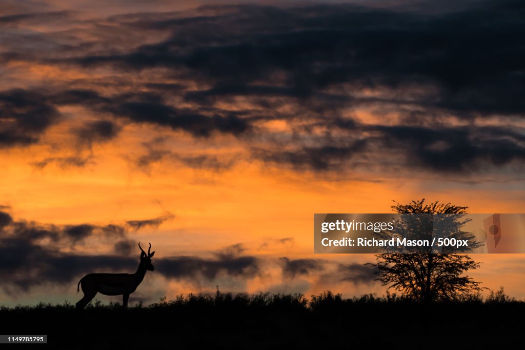 Impala At Daybreak