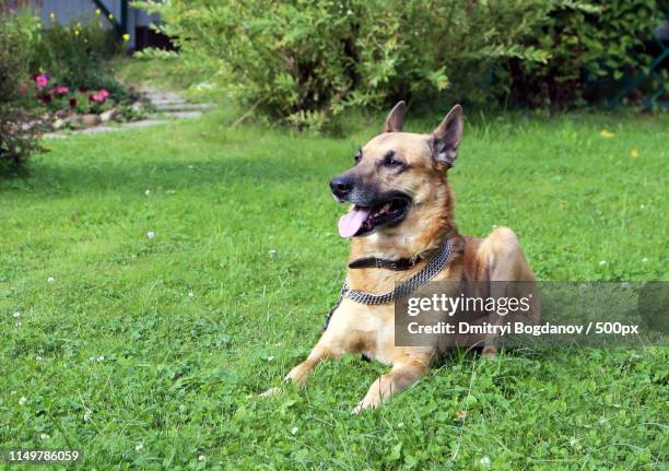 german shepherd dog lying on lawn - german shepherd stock pictures, royalty-free photos & images