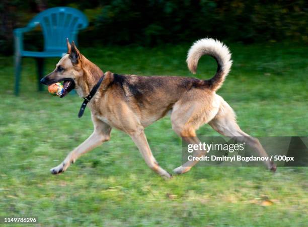 photograph of dog walking outdoors with ball in mouth - carrying in mouth stock pictures, royalty-free photos & images