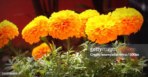close up of mexican marigold (tagetes erecta) - cravo da índia imagens e fotografias de stock