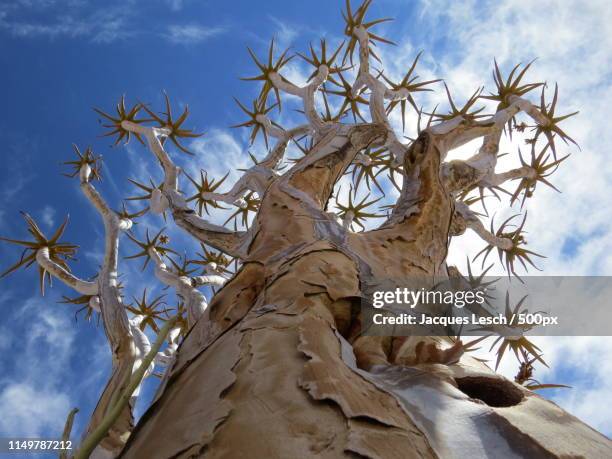 quiver tree - quiver tree stock pictures, royalty-free photos & images