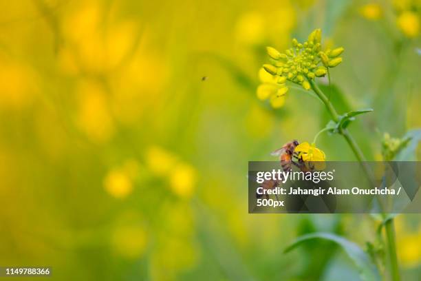 bees collecting honey from the mustard flower - mosterd stockfoto's en -beelden