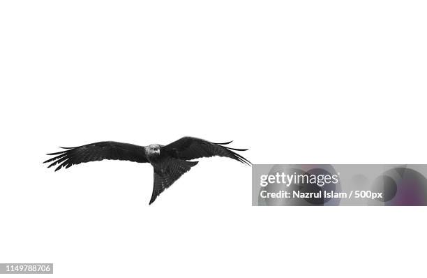 eagle flying against white background - ave de rapiña fotografías e imágenes de stock