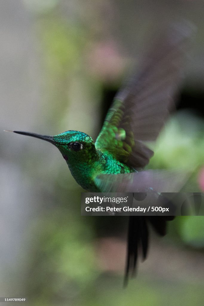 Green Crowned Brilliant Hummingbird