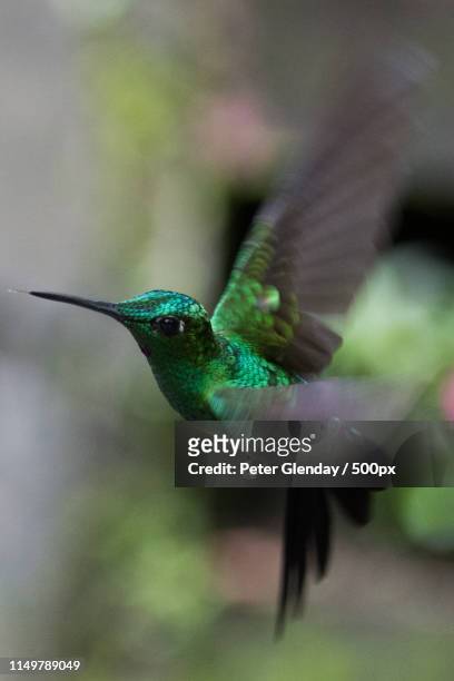 green crowned brilliant hummingbird - green crowned brilliant hummingbird stock pictures, royalty-free photos & images
