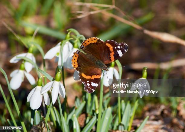 butterfly perching on snowdrop flower - snowdrops stockfoto's en -beelden