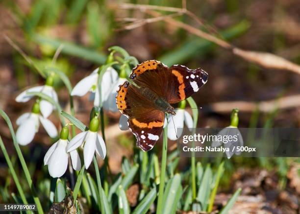 butterfly perching on snowdrop flower - snowdrop bildbanksfoton och bilder