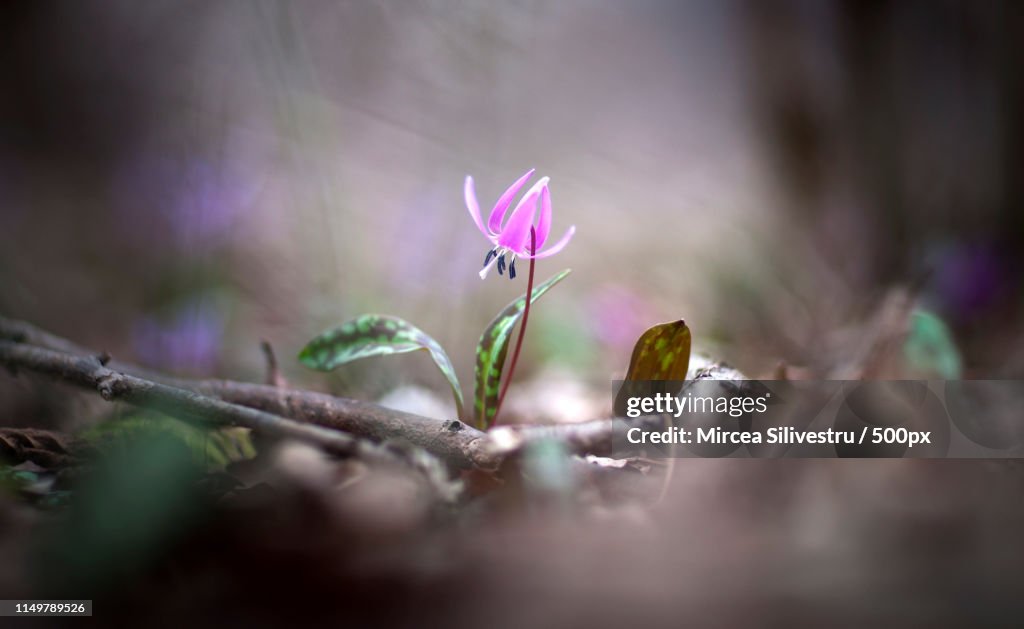 Lone purple wildflower in bloom
