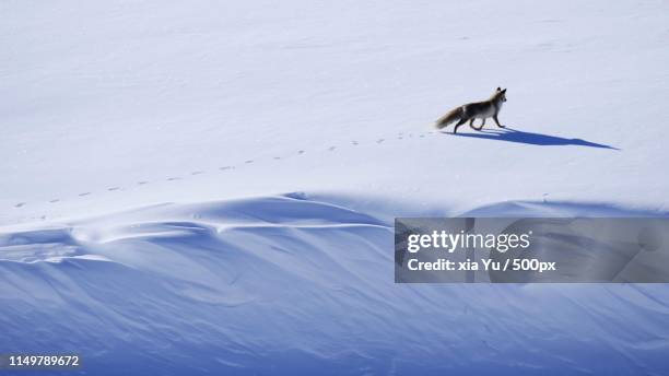 view of fox walking on snow - fox foto e immagini stock