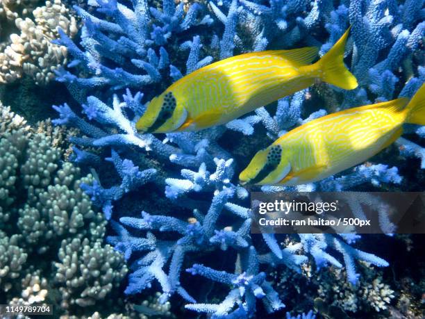 the fish in the great barrier reef - cairns stock pictures, royalty-free photos & images