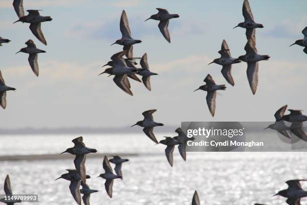 flock of red knots flying - küstenschutzgebiet assateague island stock-fotos und bilder