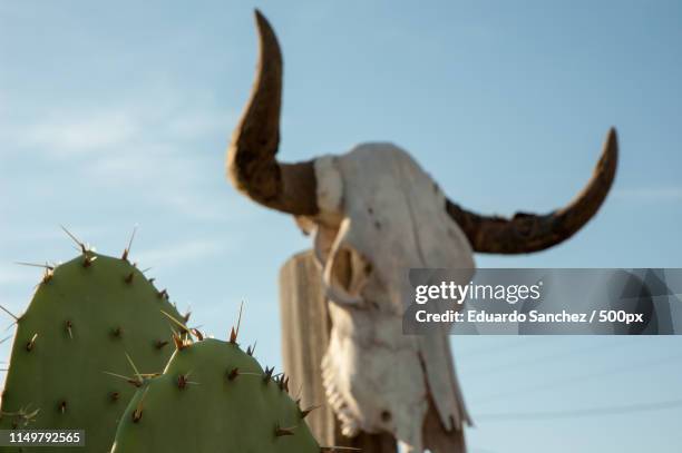 skull - route 66 stock pictures, royalty-free photos & images