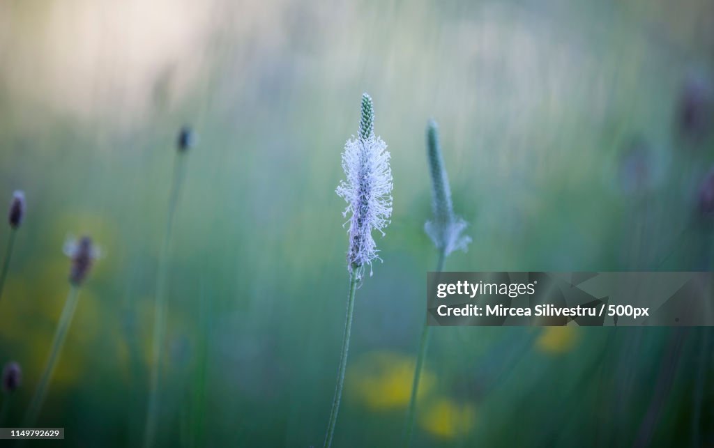 Buckhorn plantain blooming