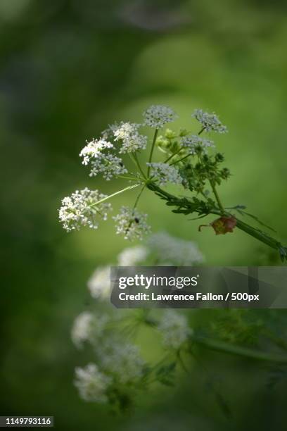 close up of flower - fallon stock pictures, royalty-free photos & images
