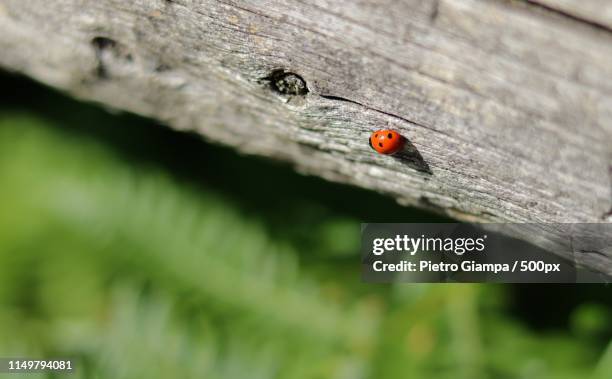 ladybug, vancouver bc eos 750d - maputaland stock-fotos und bilder