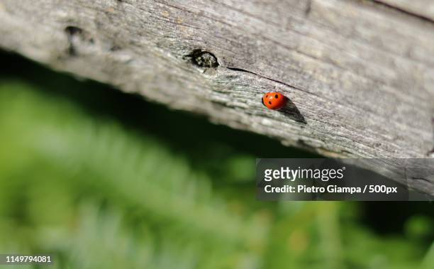 ladybug, vancouver bc eos 750d - ladybug aphid stock pictures, royalty-free photos & images