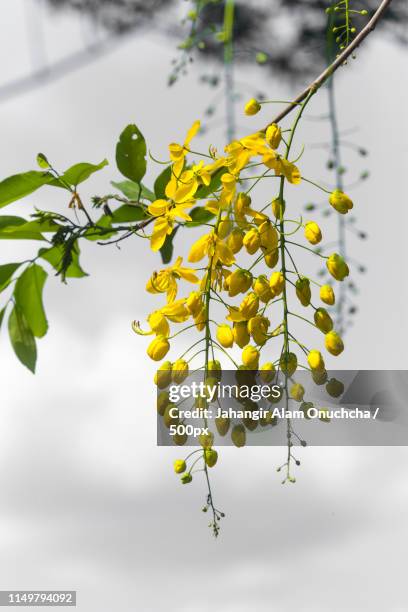 cassia fistula known as golden shower flower - rainy day in dhaka stock pictures, royalty-free photos & images