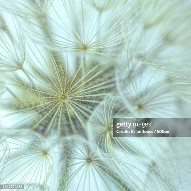 yellow goatsbeard seedhead - goatsbeard seedhead stock-fotos und bilder