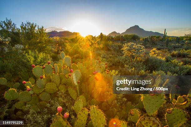 first light in cactus garden - arizona cactus stock-fotos und bilder