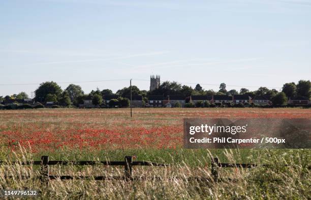 field of poppies, soham, near ely, cambridgeshire - soham cambridgeshire stock pictures, royalty-free photos & images