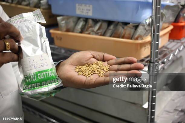 Rice seeds in the hands of a scientist at The National Rice Gene Bank of India is a unique seed vault for ensuring future food security for India and...