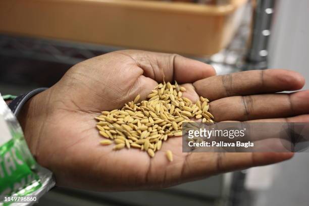 Rice seeds in the hands of a scientist at The National Rice Gene Bank of India is a unique seed vault for ensuring future food security for India and...