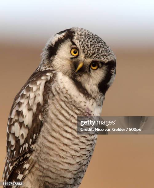 nature photograph of owl with head cocked - kopf zur seite neigen stock-fotos und bilder