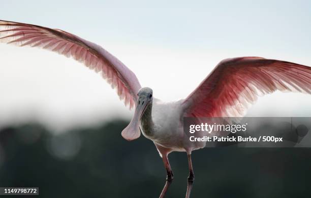 my favorites - abbotsbury stock pictures, royalty-free photos & images