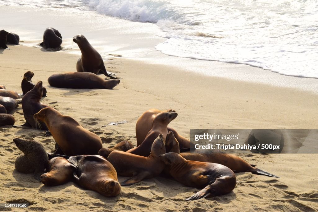 Sea Lions