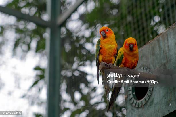 the fiery pair - petting zoo stock pictures, royalty-free photos & images