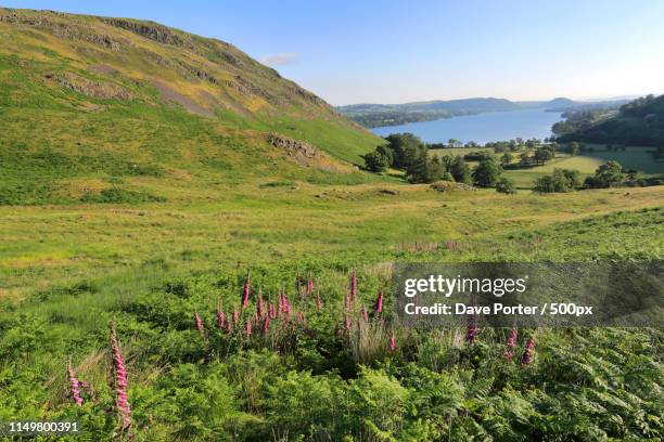 foxglove flowers, howtown village, ullswater, lake district nati - north west province south africa stock pictures, royalty-free photos & images