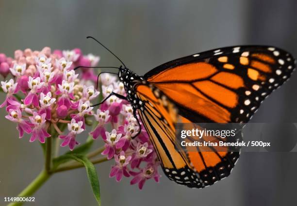 the butterfly - monarch butterfly stock pictures, royalty-free photos & images