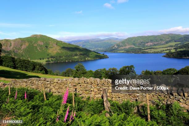 foxglove flowers, howtown village, ullswater, lake district nati - north west province south africa stock pictures, royalty-free photos & images