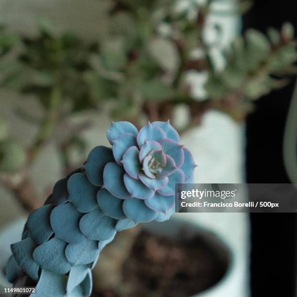 droopy, thirsty succulent - reston stock pictures, royalty-free photos & images