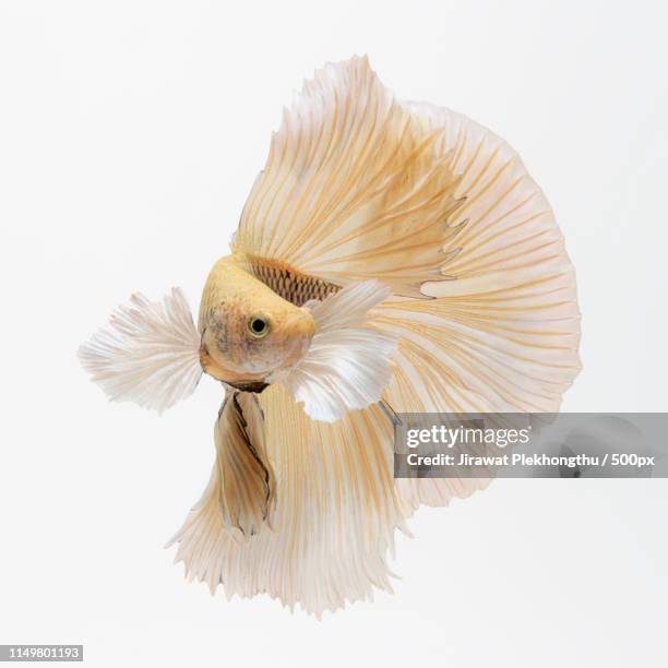 yellow line - siamese fighting fish stock pictures, royalty-free photos & images