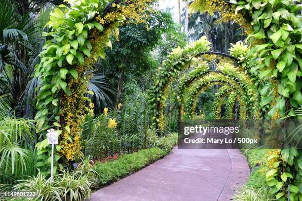 footpath in botanical garden - singapore botanic gardens foto e immagini stock