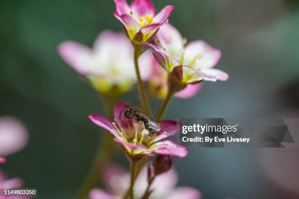 flying ant on a saxifraga mossy pink flower - saxifrage stock pictures, royalty-free photos & images