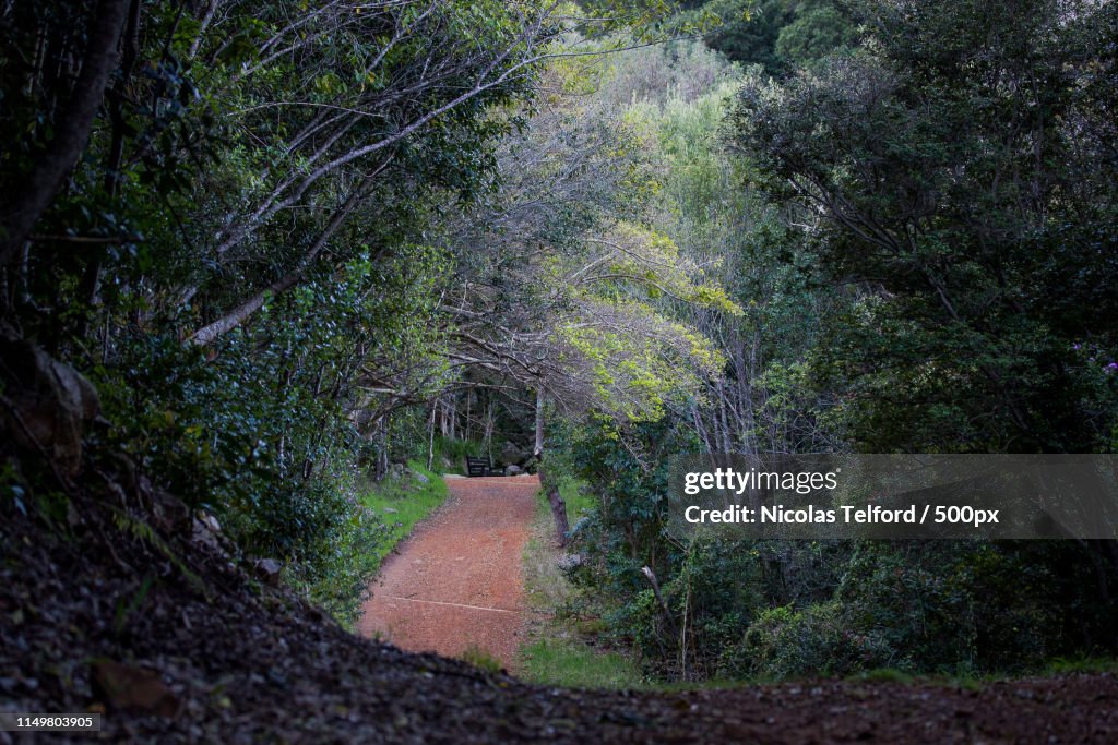 Kirstenbosch Forest Walk
