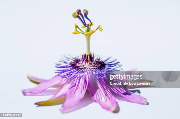 passiflora caerulea flower - purple petal stock pictures, royalty-free photos & images