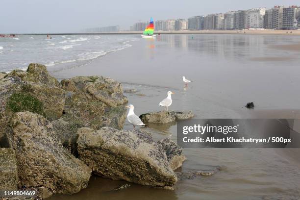 coastal scene - albert khachatryan stockfoto's en -beelden