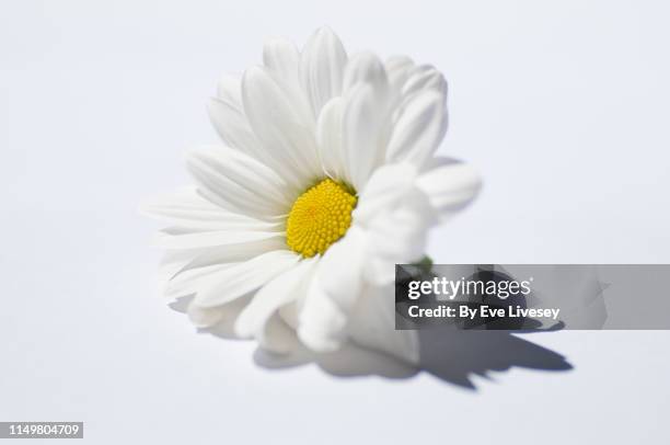 chamomile flower - kamille stock-fotos und bilder