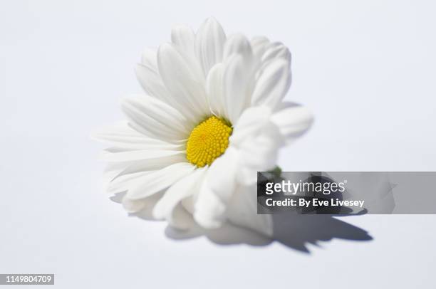 chamomile flower - daisy imagens e fotografias de stock