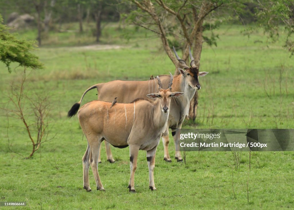 Eland (Taurotragus Oryx)