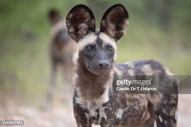 african wild dog - lycaon photos et images de collection