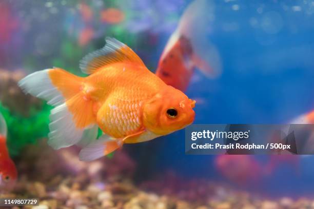 goldfish in freshwater aquarium with green beautiful planted tro - euxiphipops navarchus fotografías e imágenes de stock