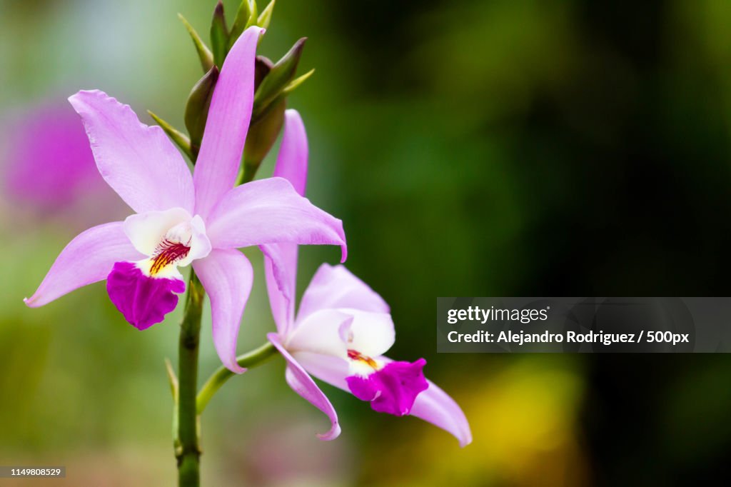Guaria Morada (Orchid)