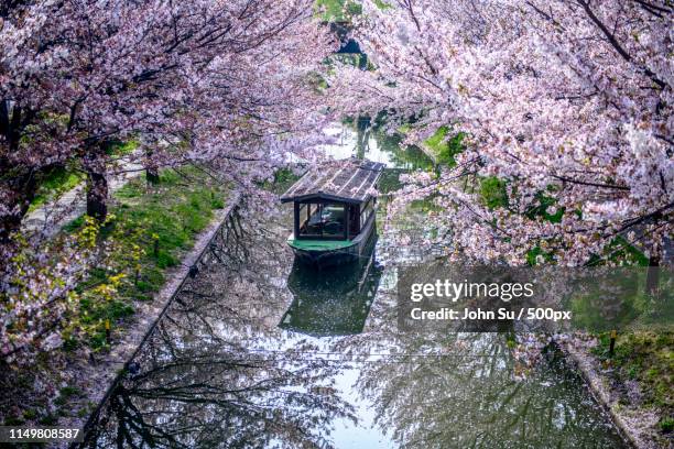 cherry blossom - moseltal stock pictures, royalty-free photos & images