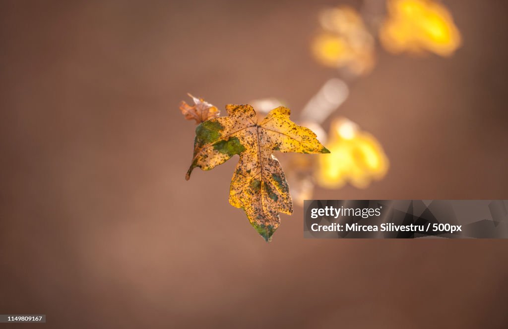 Autumn Scene