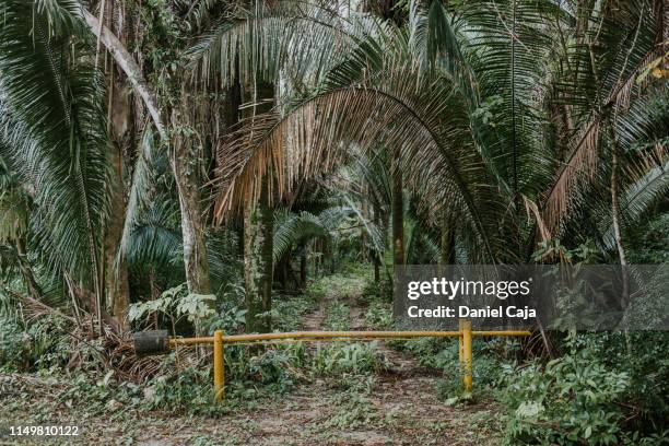 mayan park in south quintana roo - palm tree border stock pictures, royalty-free photos & images