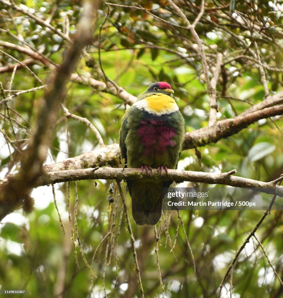 White-Bibbed Fruit Dove (Ptilinopus Streams)
